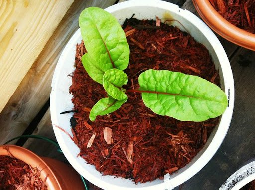 آیا گیاهان گلدانی نیاز به مالچ دارند؟